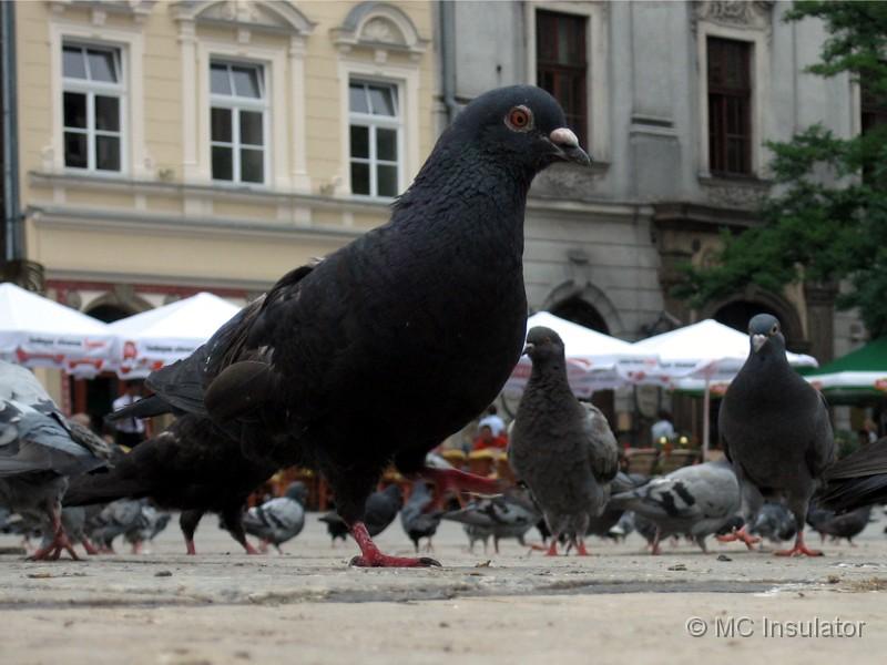 pol_23.jpg - [fi]Halvatun iso pulu[en] [ru]